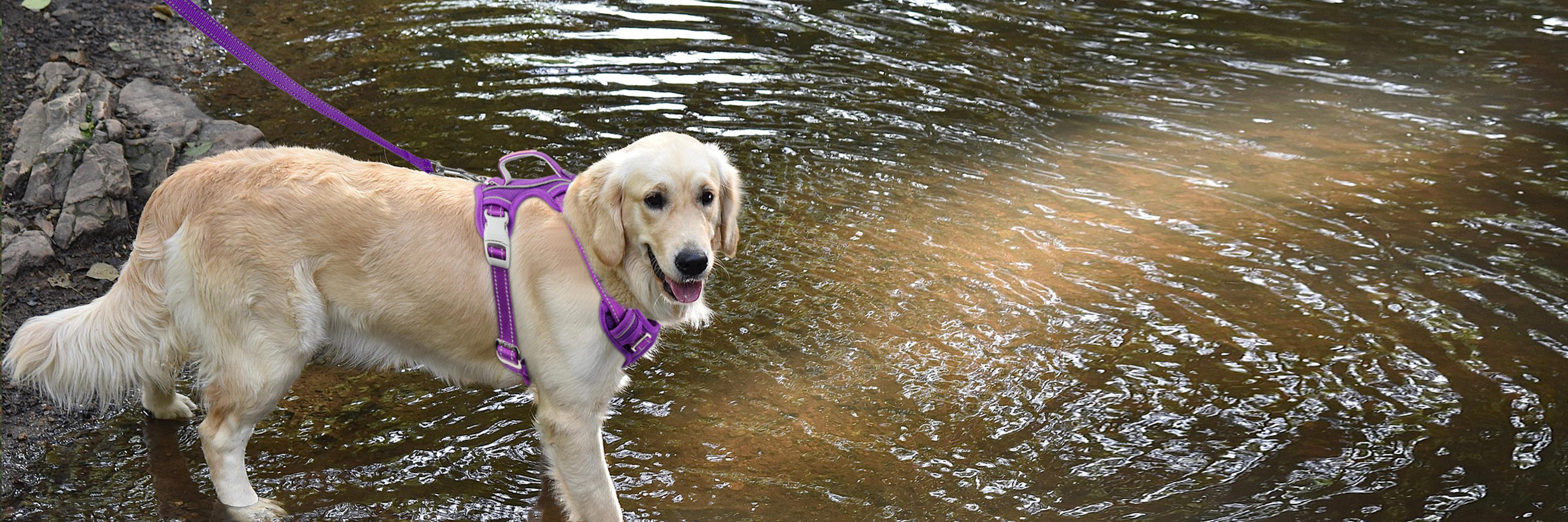A Golden Life: Daily Joys with Your Lovable Retriever